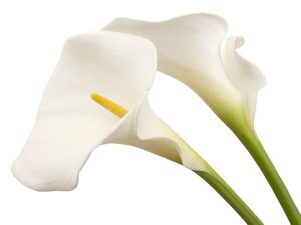 CALLA