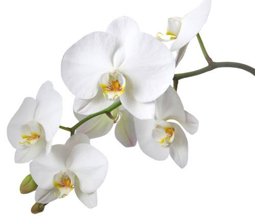 ORCHIDEE